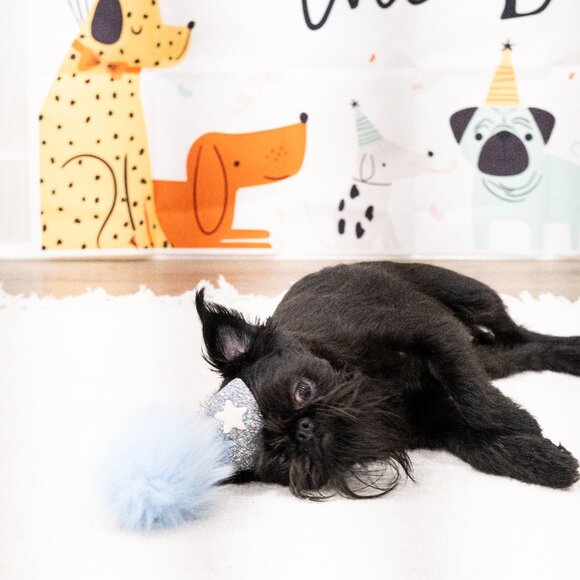 Meet your Posher, Emma - Picture 6 of 7